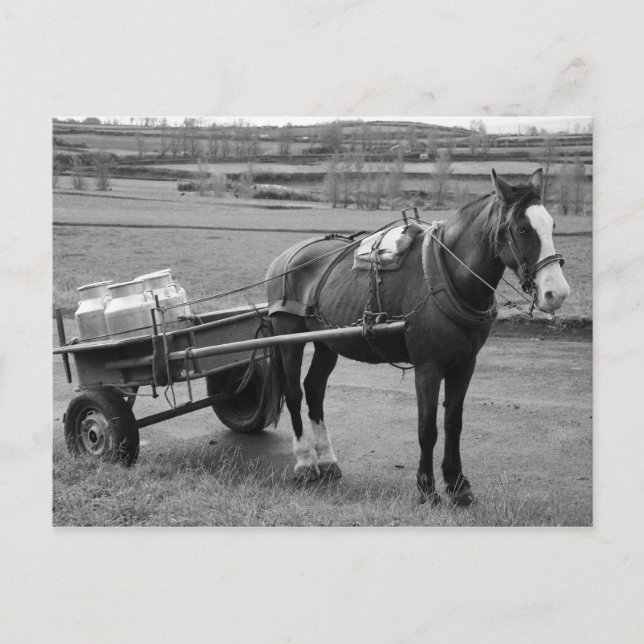 Cartão Postal Cavalo e carrinho (Frente)