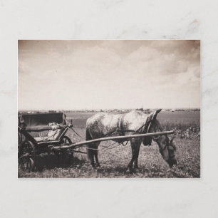 Cartão postal "Cavalo e Carruagem"