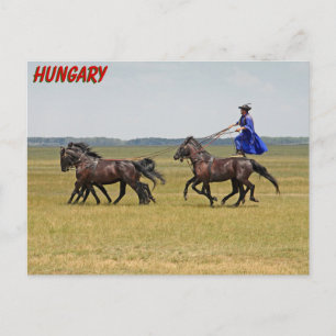 Cartão Postal Cavalo e cavalos da Hungria