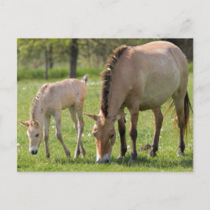 Cartão Postal Cavalo e cria de Przewalski pastando