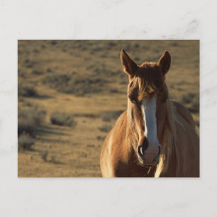 Cartão Postal Cavalo e Fundo Western