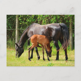 Cartão Postal Cavalo e Galo