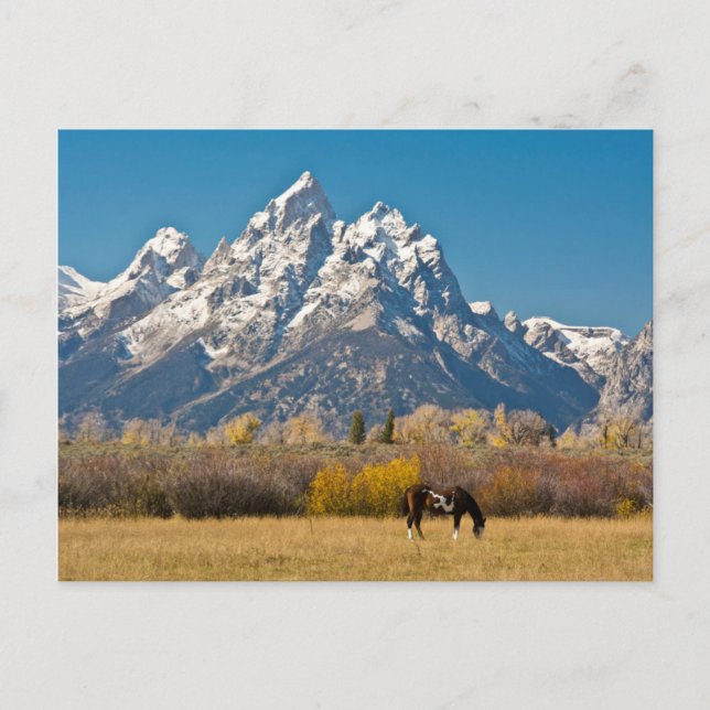 Cartão Postal Cavalo e Grand Tetons, Ranhura da Cabeça de Moose (Frente)