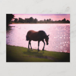 Cartão Postal Cavalo e lago