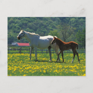 Cartão Postal Cavalo e seu caule parados em um campo