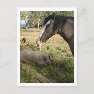 Cartão Postal cavalo e suínos