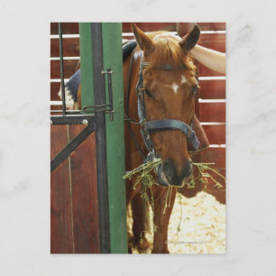 Cartão Postal Cavalo em pé num estábulo