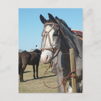 Cartão Postal Cavalo em Yacanto, Córdova
