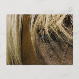 Cartão Postal Cavalo Emocional