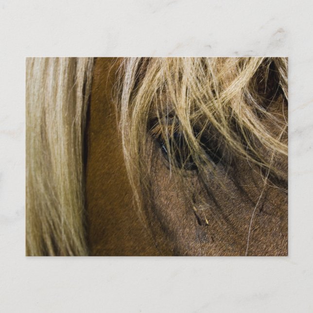 Cartão Postal Cavalo Emocional (Frente)