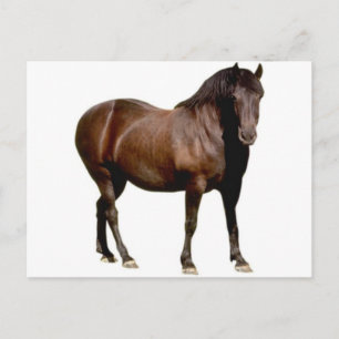 Cartão Postal cavalo equistante