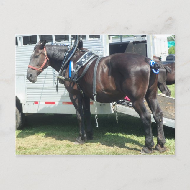 Cartão Postal Cavalo escuro (Frente)
