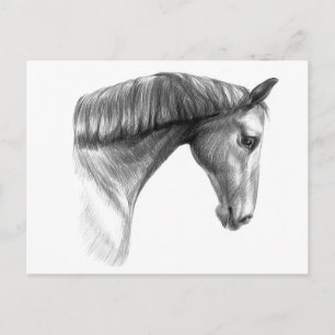 Cartão Postal Cavalo Escuro Vintage e Bonito