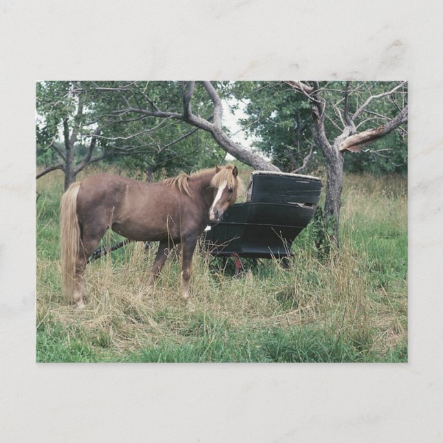 Cartão Postal Cavalo Fazendo Check-Out De Buggy Antigo (Frente)