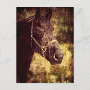 Cartão Postal Cavalo Fresian