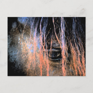 Cartão Postal Cavalo Frísia