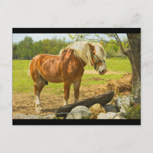 Cartão Postal Cavalo Grande Perto Da Parede De Pedra No Campo De