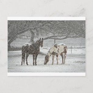 Cartão Postal cavalo inverno neve fazenda rancho animais nevado