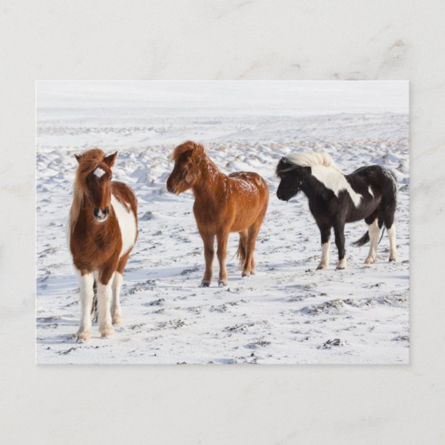 Cartão Postal Cavalo islandês com Casaco de inverno típico (Frente)