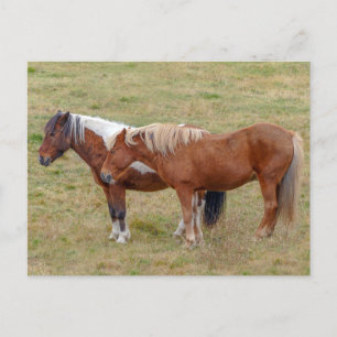 Cartão Postal Cavalo Islandês Duo, Pastura Islandesa
