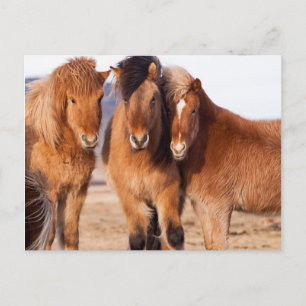 Cartão Postal Cavalo islandês durante o inverno