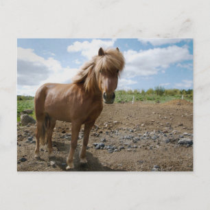 Cartão Postal Cavalo islandês II