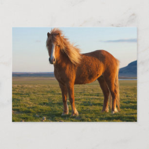 Cartão Postal Cavalo islandês na luz solar