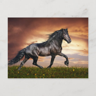 Cartão Postal Cavalo lindo