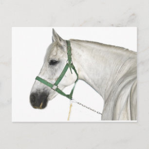 Cartão Postal Cavalo Lipizzano Branco