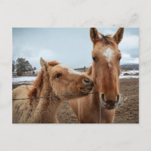 Cartão Postal Cavalo-Mãe e Galo