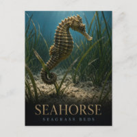 Cavalo-Marinho Leitos de Erva-Marinha Vida Selvage