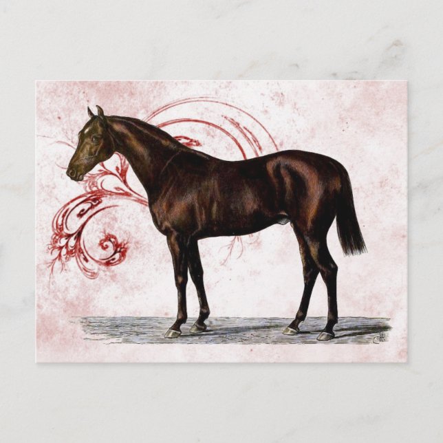 Cartão Postal Cavalo Marrom (Frente)