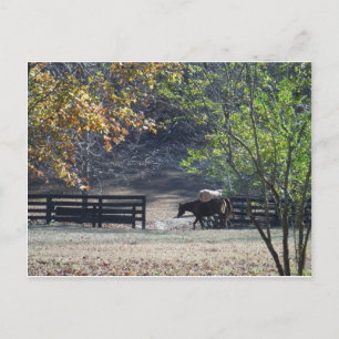 Cartão Postal Cavalo Marrom atravessando Cerca