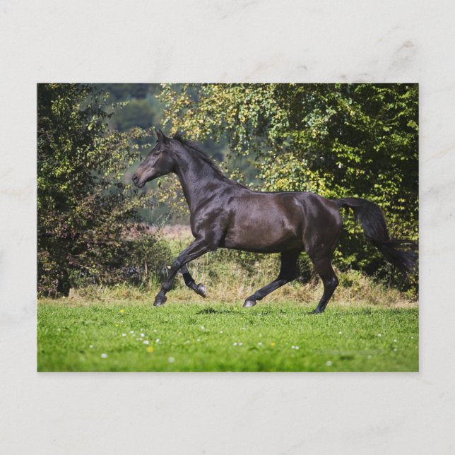 Cartão Postal cavalo marrom correndo no campo (Frente)