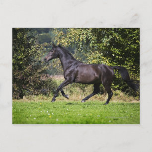 Cartão Postal cavalo marrom correndo no campo