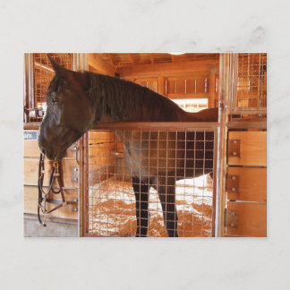Cartão Postal Cavalo marrom em celeiro em Epoch Estates Winery