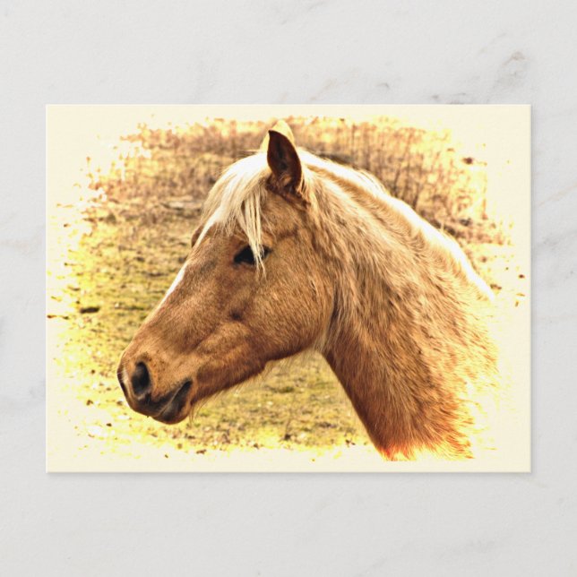 Cartão Postal Cavalo Marrom ouro no Sun Animal Postcard (Frente)