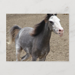 Cartão Postal Cavalo Miniatura na Classe Liberty em um Show de C