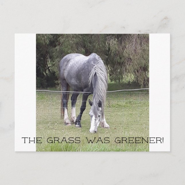 Cartão Postal Cavalo na cerca! (Frente)