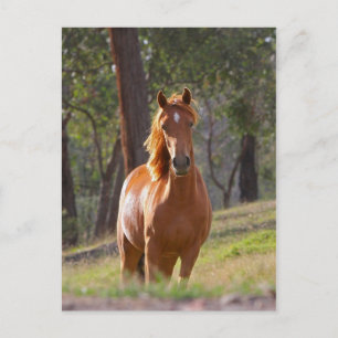 Cartão Postal Cavalo Na Floresta