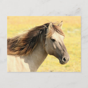 Cartão Postal Cavalo na natureza
