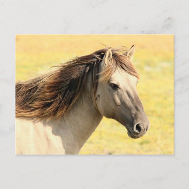 Cartão Postal Cavalo na natureza (Frente)