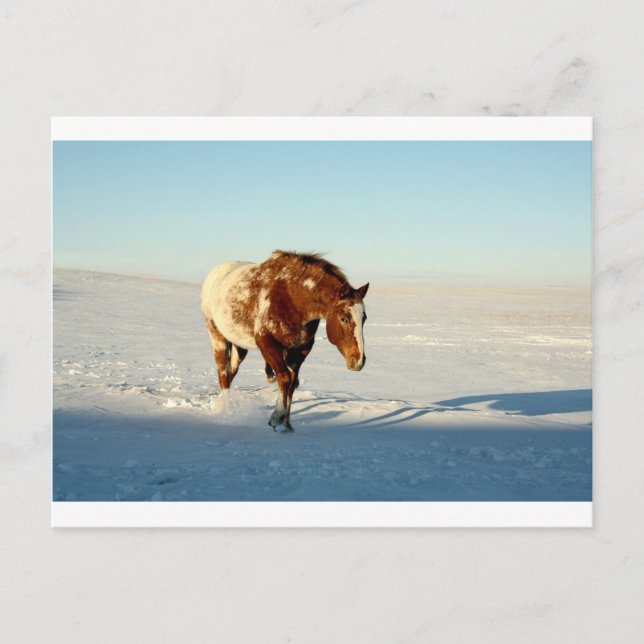 Cartão Postal cavalo na neve (Frente)