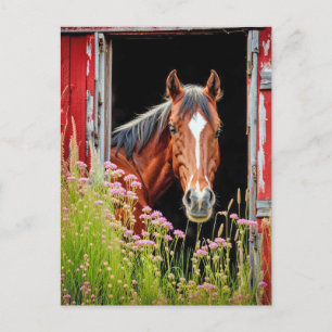 Cartão Postal Cavalo na Porta do Celeiro