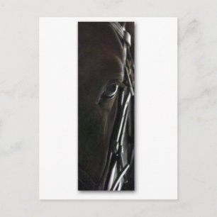 Cartão Postal cavalo negro