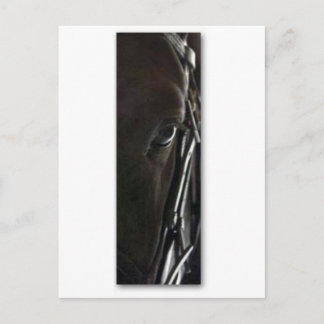 Cartão Postal cavalo negro