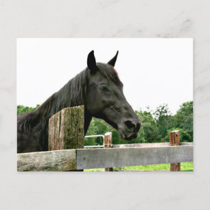 Cartão Postal Cavalo negro