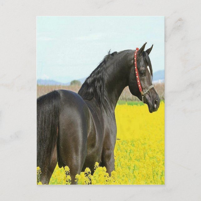 Cartão Postal Cavalo Negro (Frente)