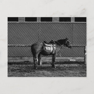 Cartão Postal Cavalo Negro e Branco