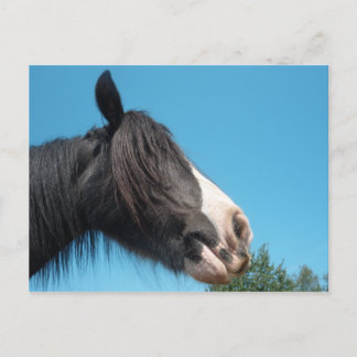 Cartão Postal Cavalo Negro e Branco / Pony - Fotografia de Caval
